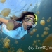 jellyfish_mastgias_jl_h_0053_pal3229.jpg